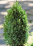 Green Mountain Boxwood.png